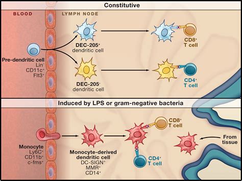 Monocytes Join the Dendritic Cell Family: Cell