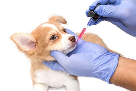 Top 5 Tips For Giving Your Pet Their Medication - Arlington Animal Hospital, Arlington VA ...