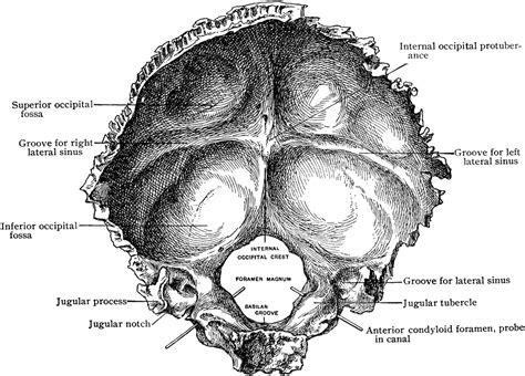 Internal Surface of the Occipital Bone | ClipArt ETC | Human skeleton anatomy, Facial bones ...