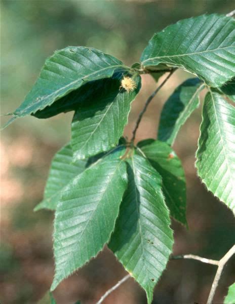 Fagus grandifolia / fagus_grandifolia_flower.jpg