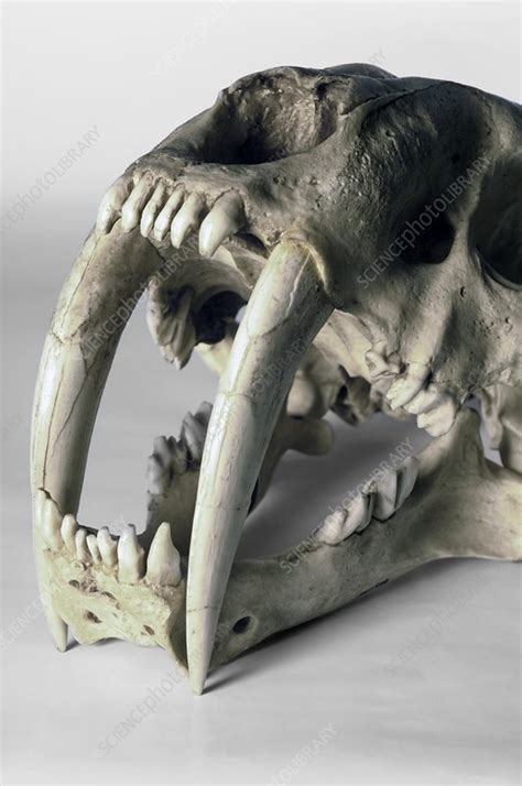 Sabre-toothed cat fossil - Stock Image - C001/3029 - Science Photo Library