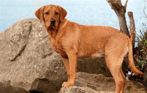 Meet the Red Fox Labrador Retriever: The Active Pet - Depend On Dogs