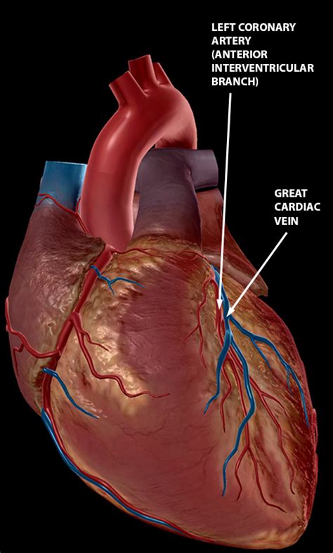 What's Blood Got To Do With It? Blood Vessel Basics