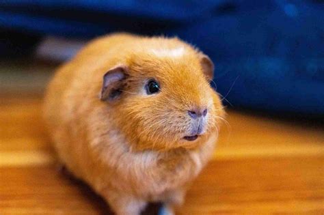 Hamster Hibernation: Everything You Need To Know About Your Pet