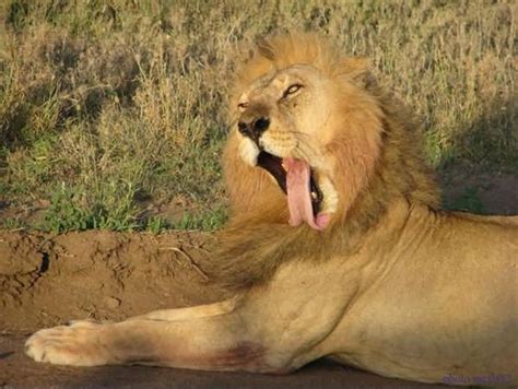 20 Most Funniest Lion Face Pictures Of All The Time – Funnyexpo