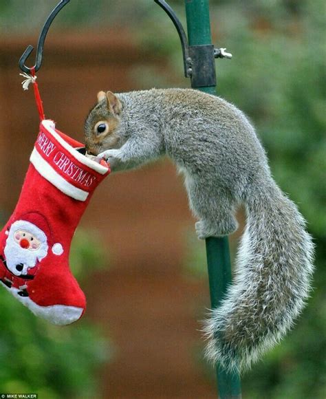 Merry Christmas!!! | Christmas animals, Squirrel funny, Christmas squirrel