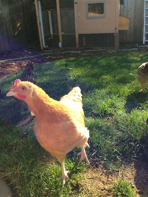 Buff orpington rooster? 13 weeks | BackYard Chickens - Learn How to Raise Chickens