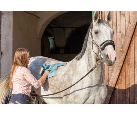 Equine Omeprazole can help to Save Your Horse’s Life | Abler