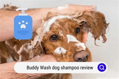 Buddy Wash Dog Shampoo 2024 Review - Oodle Life
