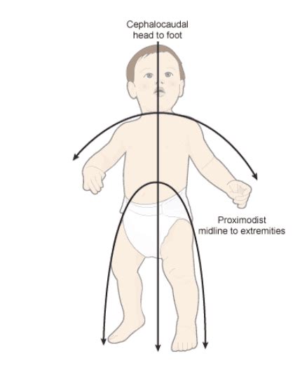 10 Principles Of Growth And Development Of Children-B.Ed Notes