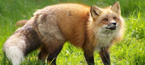 beautiful red fox from Scandinavian Animal Park in Denmark