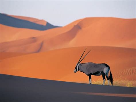 Namibia’s Incredible Desert Adapted Animals