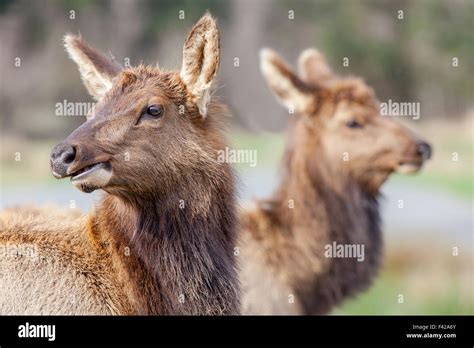 Roosevelt elk herd in California Stock Photo - Alamy