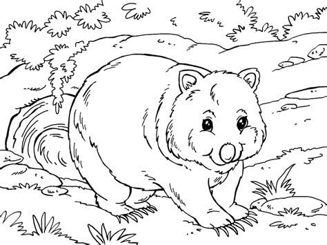 Wombat coloring page - Coloring Pages 4 U