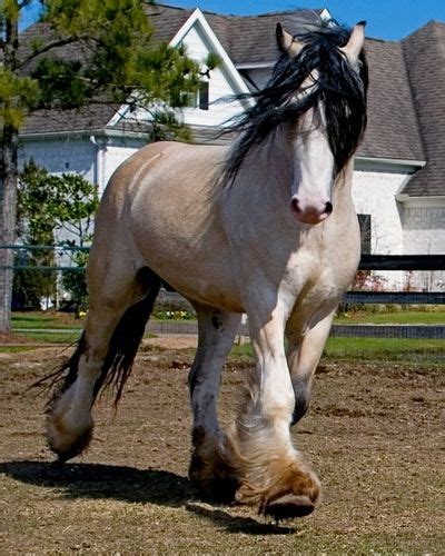 Draft horses -Taskin is a Buttermilk Buckskin Gypsy Vanner stallion ...