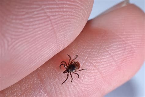 Find Out 39+ Facts Of Spider That Looks Like Tick They Forgot to Let You in!