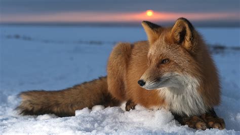 725 Fox HD Wallpapers | Background Images - Wallpaper Abyss