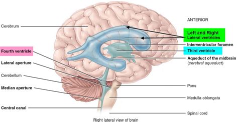 Ventricles of the brain anatomy, function & enlarged ventricles of brain