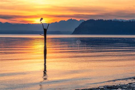 Great Blue Heron on Ocean Perch with Mountain Sunset Background Stock ...