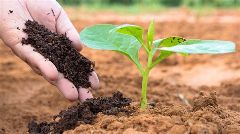 What is Humus Soil: What You Need to Know