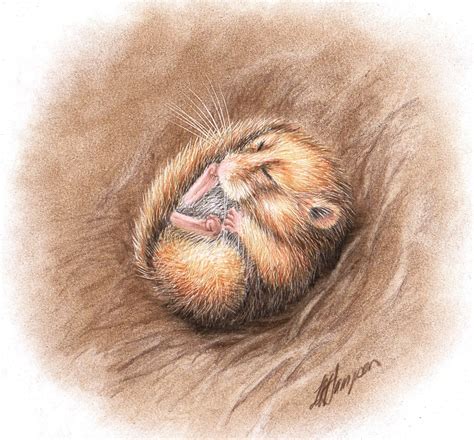 HAZEL DORMOUSE - NATURAL HISTORY COLOURED PENCIL DRAWING :: ONLINE COURSE