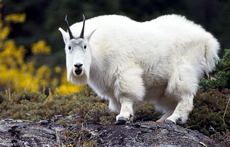 Mountain Goats Animal Facts And Information | All Wildlife Photographs