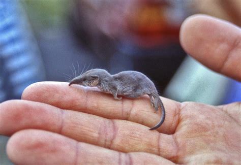 Meet The Shrew That Uses Stealth To Hunt – Animal Encyclopedia