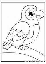 Printable Parrots Coloring Pages Updated 2021 sketch template