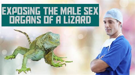 Exposing the Male reproductive Organs of a Lizard - YouTube