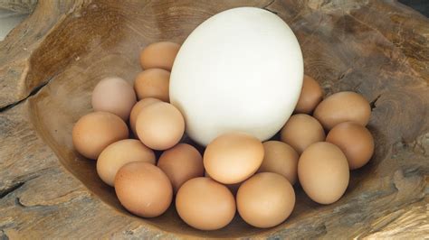 Ostrich Vs. Chicken Eggs: Which Is More Nutritious?