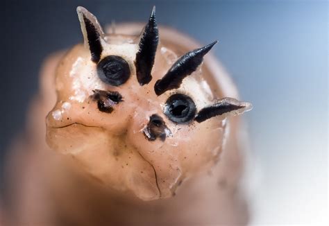 Grumpy? | Tipulidae, larva 24 mm This image shows the peculi… | Flickr
