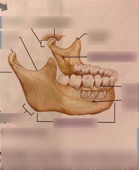 Mandible Diagram | Quizlet