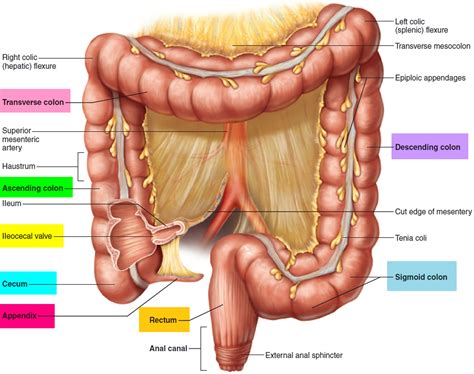 Large Intestine Anatomy, Function, Location, Length and Role in Digestion