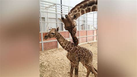 Dallas Zoo euthanized 15-year-old giraffe over injuries from ...