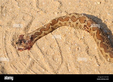 Sand viper hi-res stock photography and images - Alamy