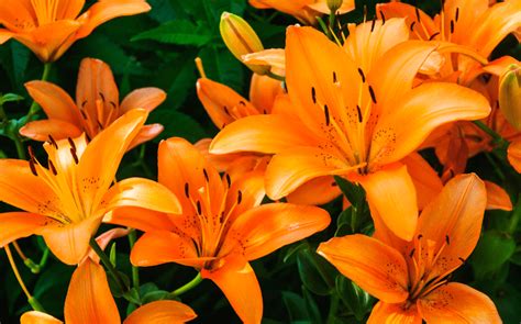 How to Grow: Tiger Lilies - Gardening with Charlie