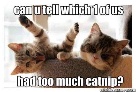 Catnip Cat Quotes Funny, Funny Animal Memes, Cute Funny Animals, Funny Cute, Cute Cats, Funny ...