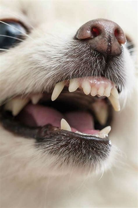 Overbite Dog: Should My Puppy Have Straight Teeth?