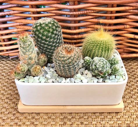 LIVE Cactus Arrangement Garden in White Modern Rectangle - Etsy