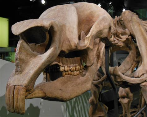 Australian Dinosaur Skull | Michael Coghlan | Flickr