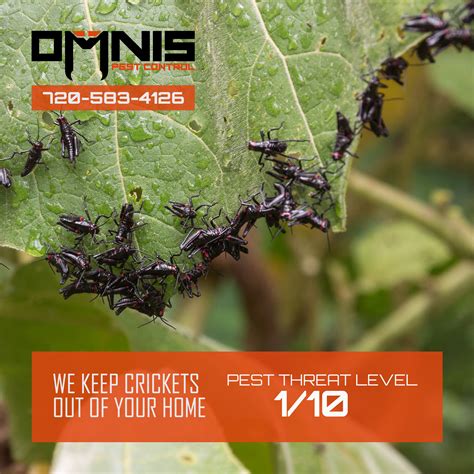 Cricket Control - Pest Library - Omnis Pest Control