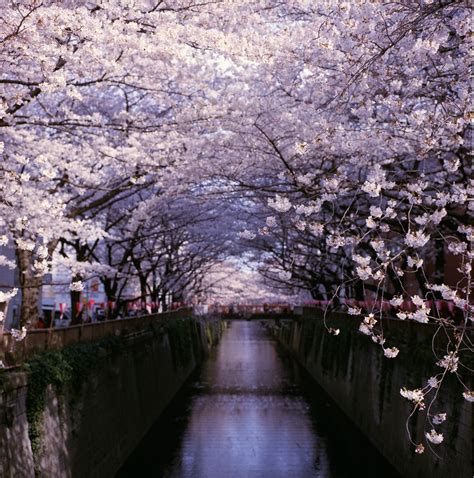 Cherry Blossoms : Ueno Park, Taito, Tokyo, Japan | Tree tunnel, Japan travel, California activities