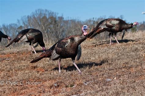 eastern-wild-turkey-hunting-19 - GRAND SLAM NETWORK