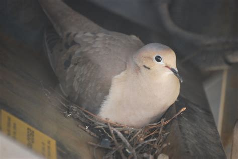 mourning dove nesting 4-3-09 2 | Mourning Dove Zenaida macro… | Flickr