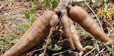 Cassava Cultivation Information Guide | Agri Farming