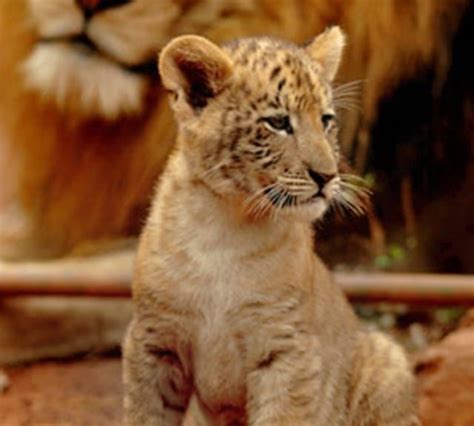 The birth of the liger cubs in China and the record numbers of births also recognized Chinese ...