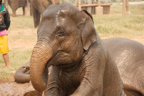 Elefante: 11 hechos sobre el animal nacional de Tailandia