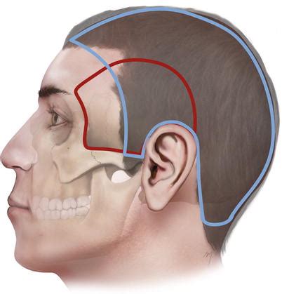 The Temple Of Face Anatomy