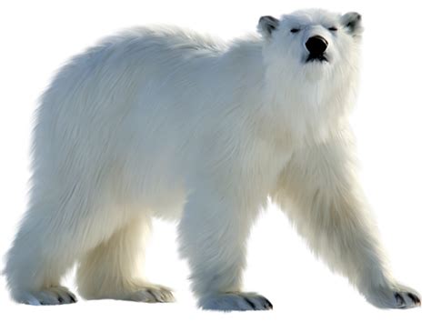 Polar white bear PNG