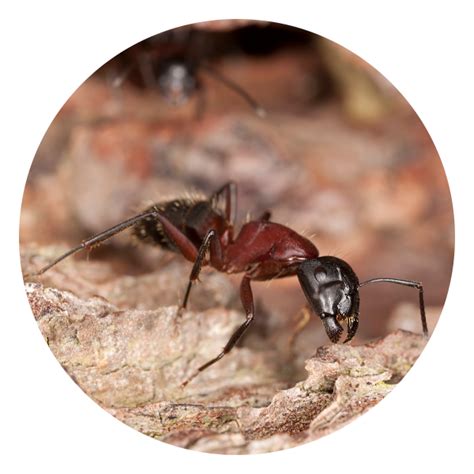 3 types of ant species - Pest Control